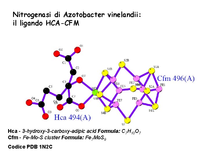 Nitrogenasi di Azotobacter vinelandii: il ligando HCA-CFM Hca - 3 -hydroxy-3 -carboxy-adipic acid Formula: