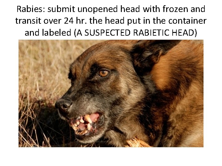 Rabies: submit unopened head with frozen and transit over 24 hr. the head put