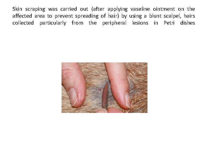 Skin scraping was carried out (after applying vaseline ointment on the affected area to