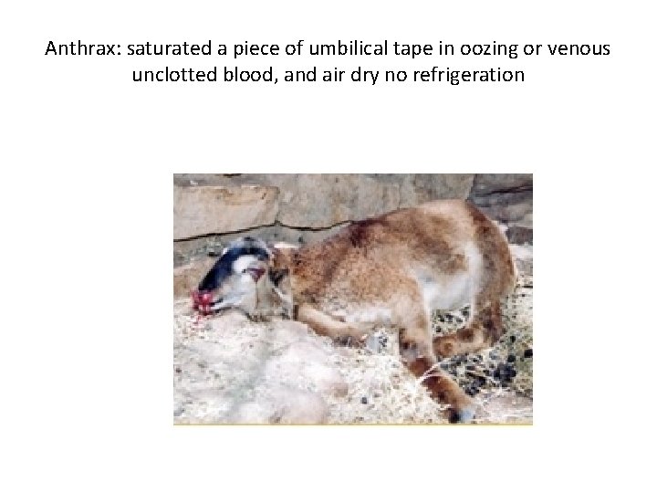 Anthrax: saturated a piece of umbilical tape in oozing or venous unclotted blood, and