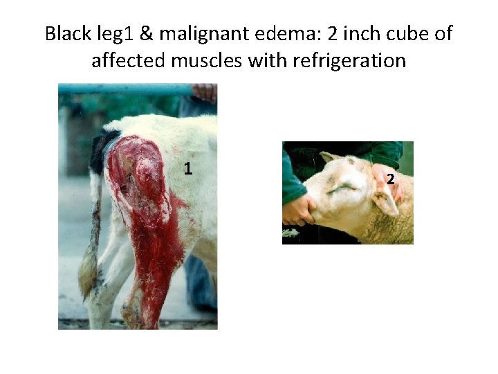 Black leg 1 & malignant edema: 2 inch cube of affected muscles with refrigeration