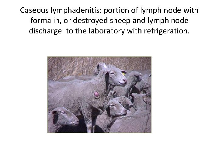 Caseous lymphadenitis: portion of lymph node with formalin, or destroyed sheep and lymph node