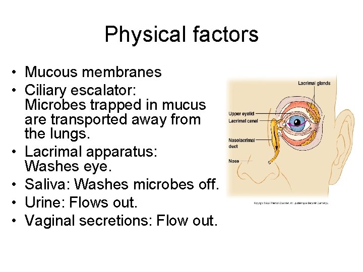 Physical factors • Mucous membranes • Ciliary escalator: Microbes trapped in mucus are transported