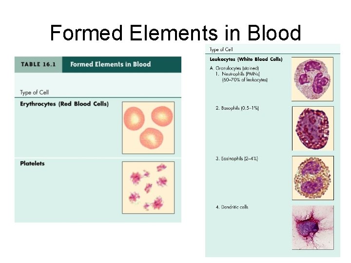 Formed Elements in Blood 