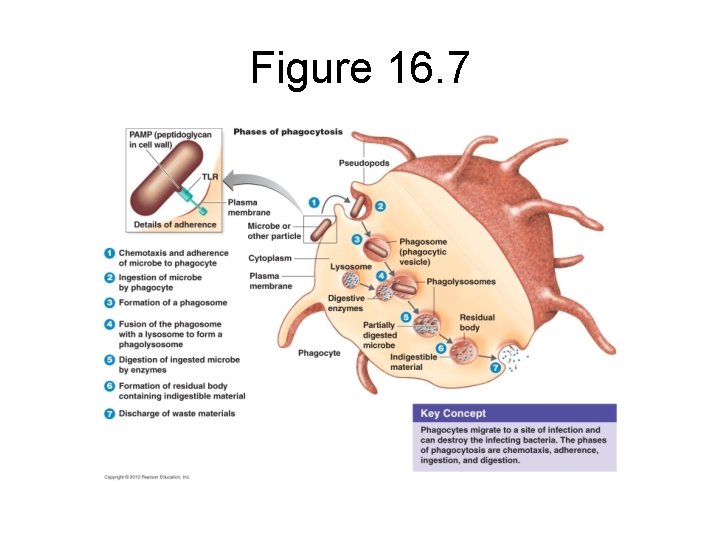 Figure 16. 7 