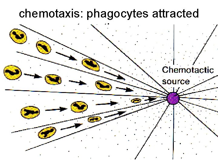 chemotaxis: phagocytes attracted to pathogen 