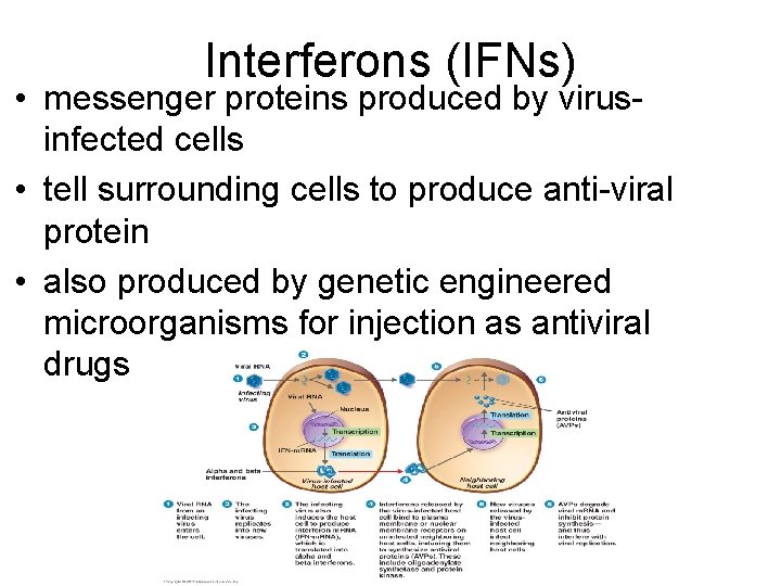 Interferons (IFNs) • messenger proteins produced by virusinfected cells • tell surrounding cells to