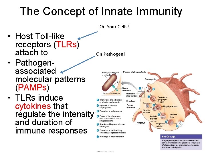 The Concept of Innate Immunity On Your Cells! • Host Toll-like receptors (TLRs) attach