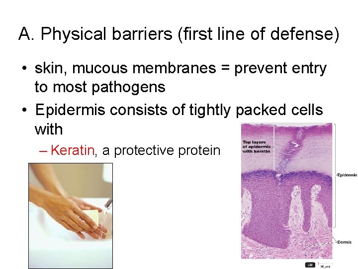 A. Physical barriers (first line of defense) • skin, mucous membranes = prevent entry