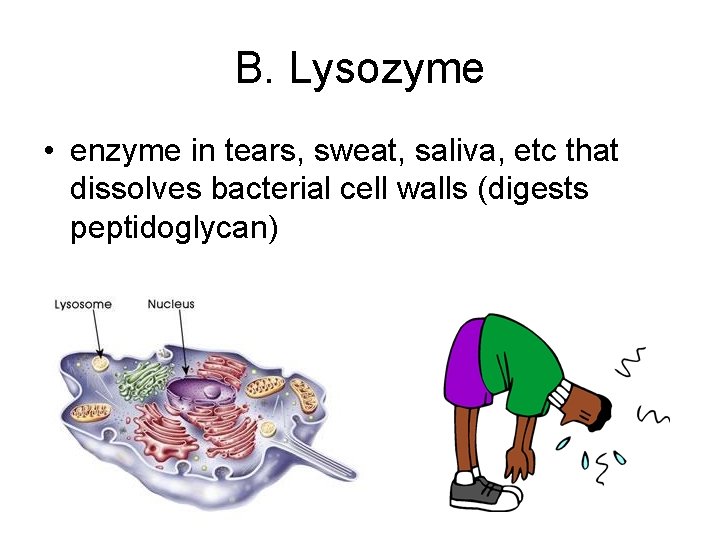 B. Lysozyme • enzyme in tears, sweat, saliva, etc that dissolves bacterial cell walls