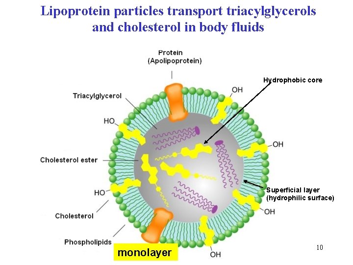 Lipoprotein particles transport triacylglycerols and cholesterol in body fluids Hydrophobic core Superficial layer (hydrophilic