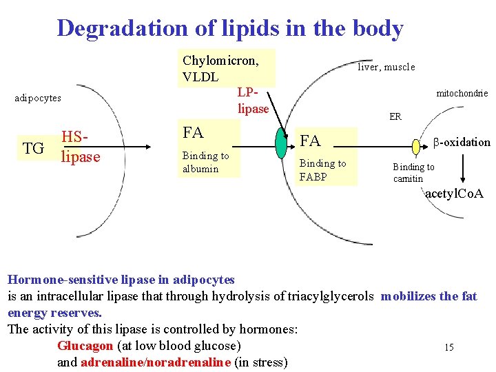 Degradation of lipids in the body adipocytes TG HSlipase Chylomicron, VLDL LPlipase FA Binding