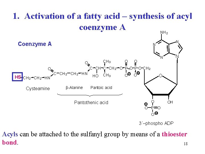 1. Activation of a fatty acid – synthesis of acyl coenzyme A NH 2