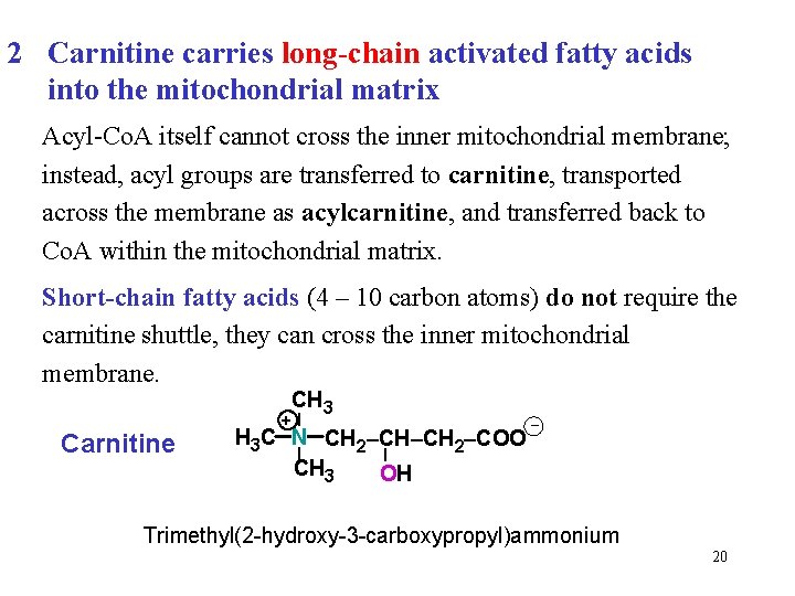 2 Carnitine carries long-chain activated fatty acids into the mitochondrial matrix Acyl-Co. A itself