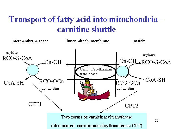 Transport of fatty acid into mitochondria – carnitine shuttle intermembrane space inner mitoch. membrane