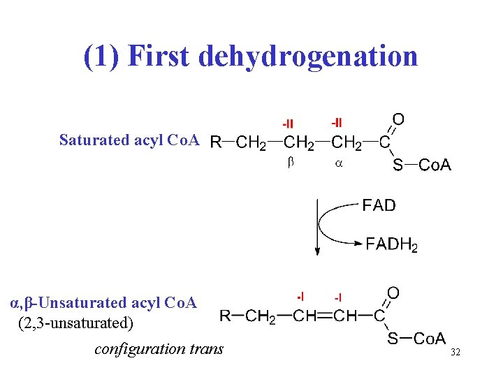 (1) First dehydrogenation Saturated acyl Co. A α, β-Unsaturated acyl Co. A (2, 3