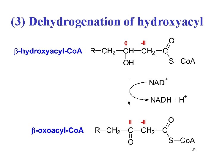 (3) Dehydrogenation of hydroxyacyl 34 