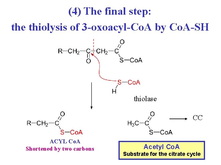 (4) The final step: the thiolysis of 3 -oxoacyl-Co. A by Co. A-SH thiolase