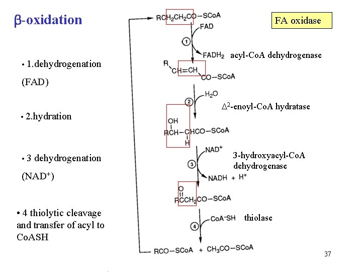  -oxidation • 1. dehydrogenation FA oxidase acyl-Co. A dehydrogenase (FAD) • 2. hydration