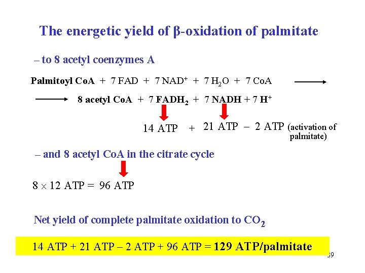 The energetic yield of β-oxidation of palmitate – to 8 acetyl coenzymes A Palmitoyl