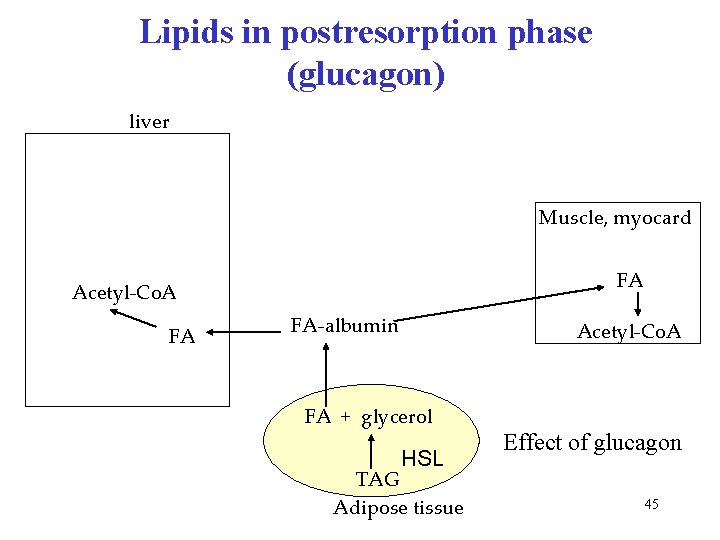 Lipids in postresorption phase (glucagon) liver Muscle, myocard FA Acetyl-Co. A FA FA-albumin Acetyl-Co.