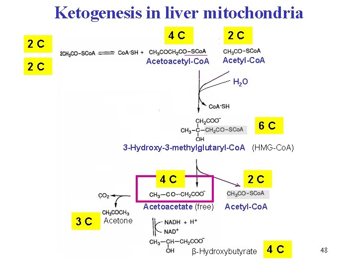 Ketogenesis in liver mitochondria 4 C 2 C 2 C Acetoacetyl-Co. A 2 C