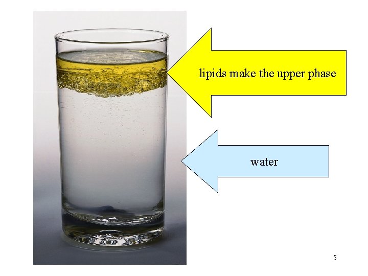 lipids make the upper phase water 5 