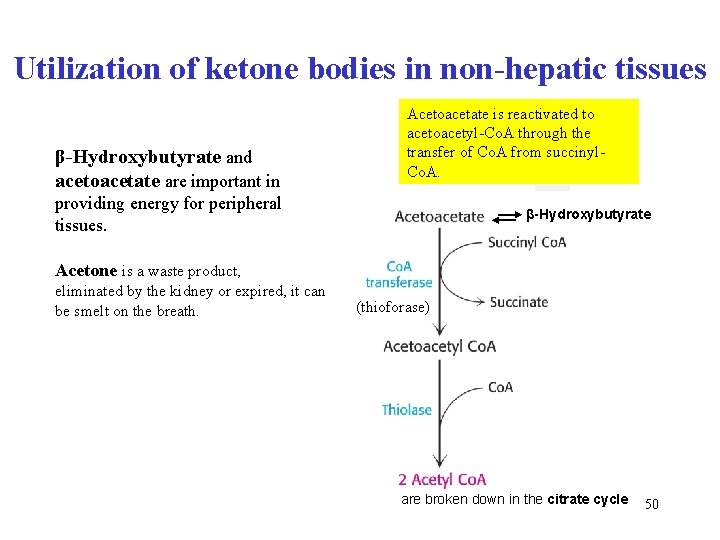 Utilization of ketone bodies in non-hepatic tissues β-Hydroxybutyrate and acetoacetate are important in Acetoacetate