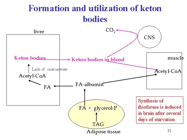 Formation and utilization of keton bodies CO 2 liver Keton bodies in blood Lack