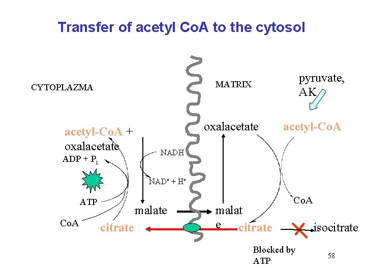 Transfer of acetyl Co. A to the cytosol pyruvate, AK MATRIX CYTOPLAZMA acetyl-Co. A