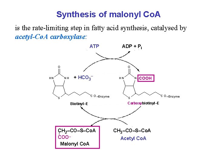 Synthesis of malonyl Co. A is the rate-limiting step in fatty acid synthesis, catalysed