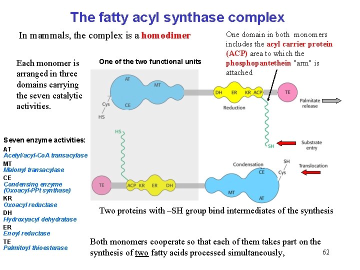 The fatty acyl synthase complex In mammals, the complex is a homodimer Each monomer