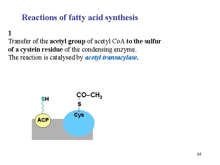 Reactions of fatty acid synthesis 1 Transfer of the acetyl group of acetyl Co.