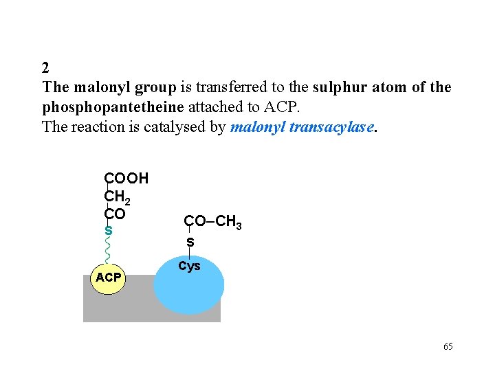 2 The malonyl group is transferred to the sulphur atom of the phosphopantetheine attached