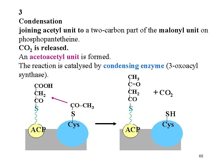 3 Condensation joining acetyl unit to a two-carbon part of the malonyl unit on