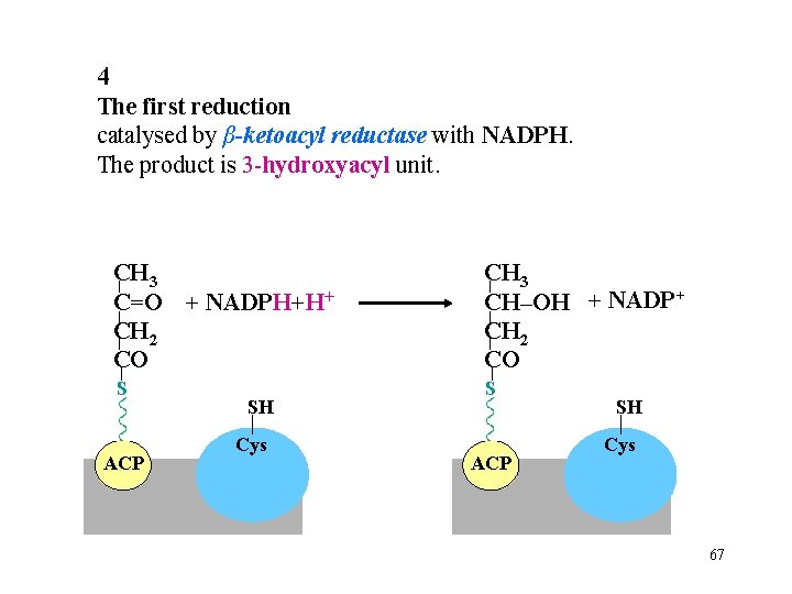 4 The first reduction catalysed by β-ketoacyl reductase with NADPH. The product is 3