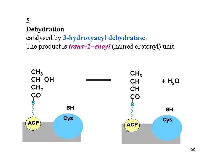 5 Dehydration catalysed by 3 -hydroxyacyl dehydratase. The product is trans– 2–enoyl (named crotonyl)