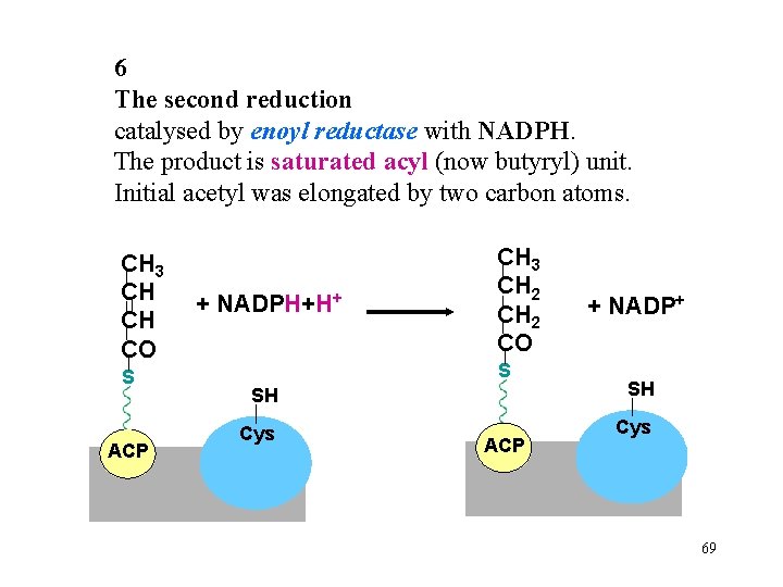 6 The second reduction catalysed by enoyl reductase with NADPH. The product is saturated
