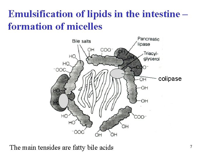 Emulsification of lipids in the intestine – formation of micelles colipase The main tensides