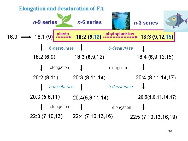 Elongation and desaturation of FA n-9 series 18: 0 18: 1 (9) n-6 series