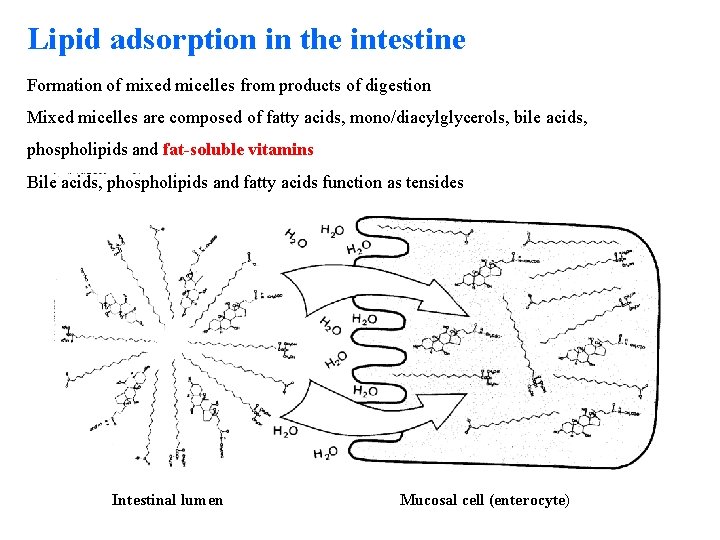 Lipid adsorption in the intestine Formation of mixed micelles from products of digestion Mixed