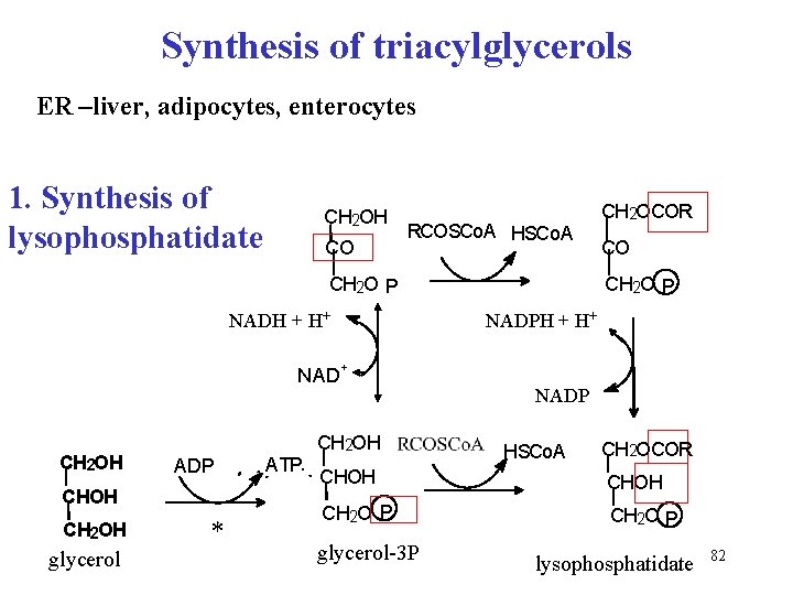 Synthesis of triacylglycerols ER –liver, adipocytes, enterocytes 1. Synthesis of lysophosphatidate CH 2 OH