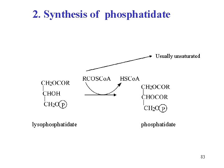 2. Synthesis of phosphatidate Usually unsaturated lysophosphatidate 83 