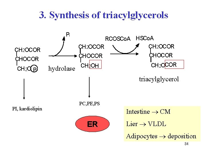 3. Synthesis of triacylglycerols Pi CH 2 OCOR CHOCOR CH 2 O P RCOSCo.