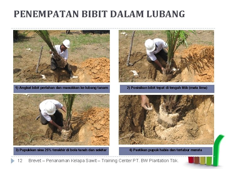 PENEMPATAN BIBIT DALAM LUBANG 1) Angkat bibit perlahan dan masukkan ke lubang tanam 3)