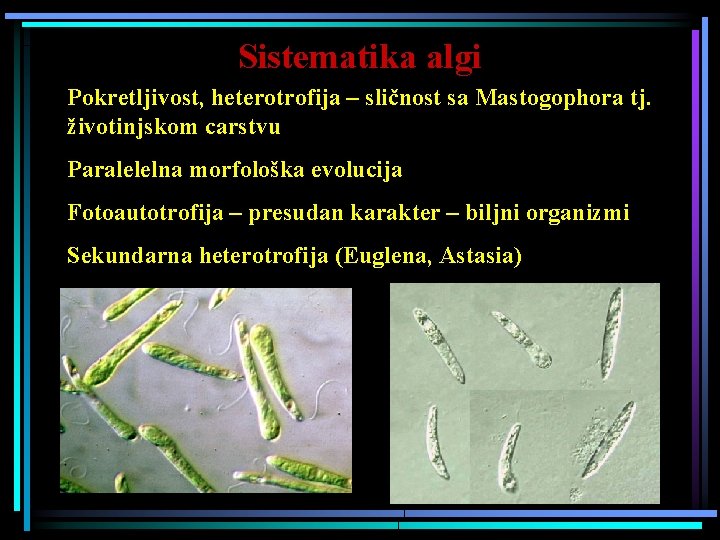 Sistematika algi Pokretljivost, heterotrofija – sličnost sa Mastogophora tj. životinjskom carstvu Paralelelna morfološka evolucija