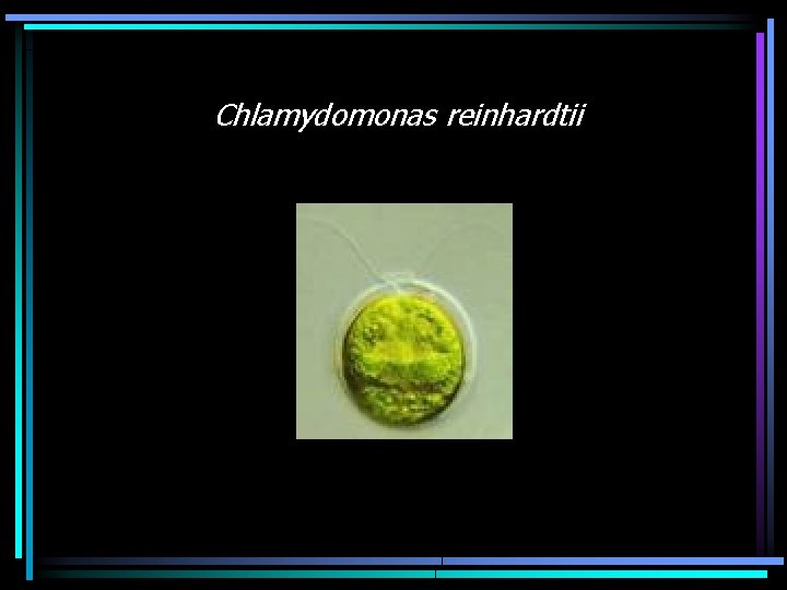 Chlamydomonas reinhardtii 