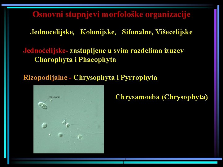 Osnovni stupnjevi morfološke organizacije Jednoćelijske, Kolonijske, Sifonalne, Višećelijske Jednoćelijske- zastupljene u svim razdelima izuzev