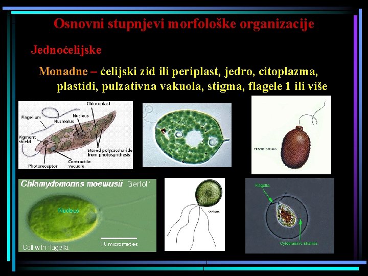 Osnovni stupnjevi morfološke organizacije Jednoćelijske Monadne – ćelijski zid ili periplast, jedro, citoplazma, plastidi,