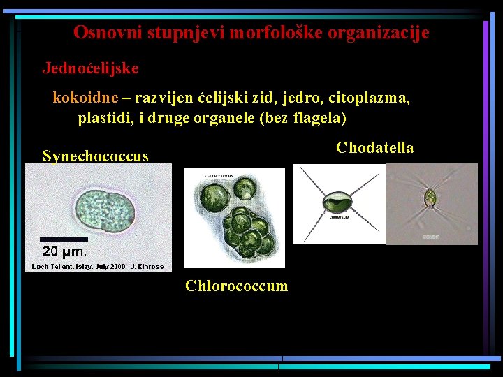 Osnovni stupnjevi morfološke organizacije Jednoćelijske kokoidne – razvijen ćelijski zid, jedro, citoplazma, plastidi, i